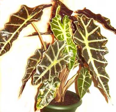 Casa alocasia plantelor