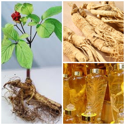 Coreeană proprietăți ginseng, aplicare și beneficii