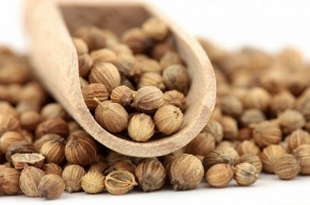 Coriander - compoziție, descriere, conținut de calorii, proprietăți utile