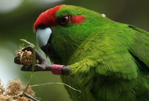 Kakariki hrănire, kakariki, animale de companie