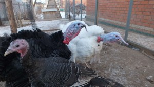 Takarmányadaiék vetom 1 (vetom) Takarmány-adalékanyag vetom 1