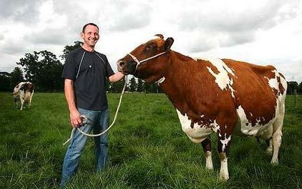Корова айрширской породи - кращий вибір для стабільного отримання молока