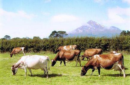 Vaca din rasa Ayrshire este cea mai buna alegere pentru o productie stabila de lapte