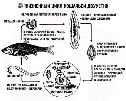 Котяча двуустка структура і життєвий цикл, компетентно про здоров'я на ilive