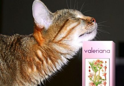Cat și valerian - drogul pisicilor