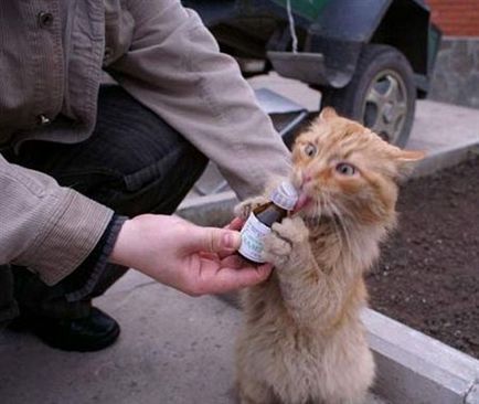 Cat și valerian - drogul pisicilor