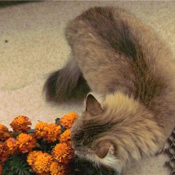 Кішка копає квіти