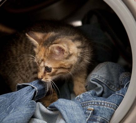 Kitten túlélte órás mosást a mosógépbe