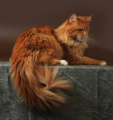 Maine Coon Pisici în Maine Coon Cattery 