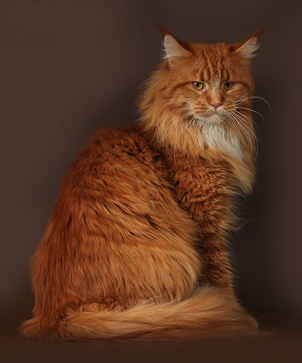 Maine Coon Pisici în Maine Coon Cattery 