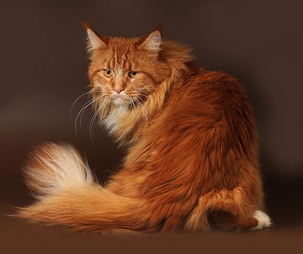 Maine Coon Pisici în Maine Coon Cattery 