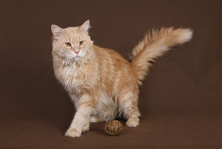 Maine Coon Pisici în Maine Coon Cattery 