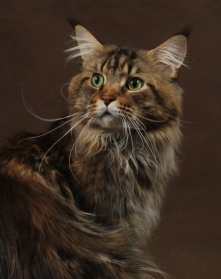 Maine Coon Pisici în Maine Coon Cattery 