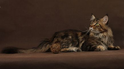 Maine Coon Pisici în Maine Coon Cattery 