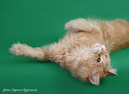 Maine Coon Pisici în Maine Coon Cattery 