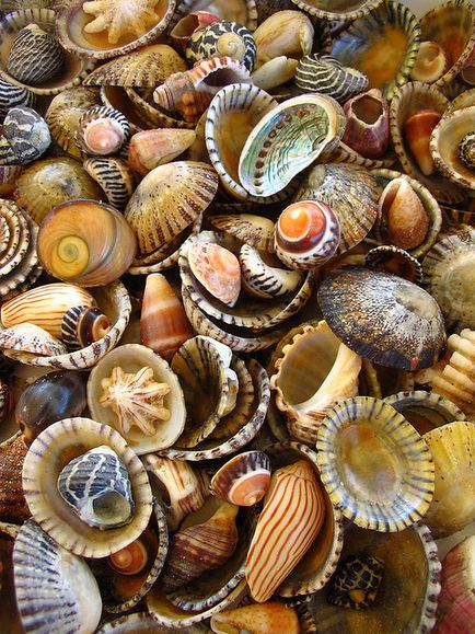 Seashells frumoase)