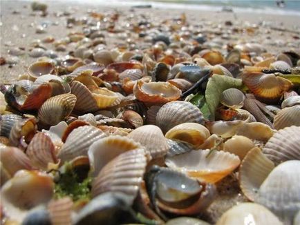 Seashells frumoase)