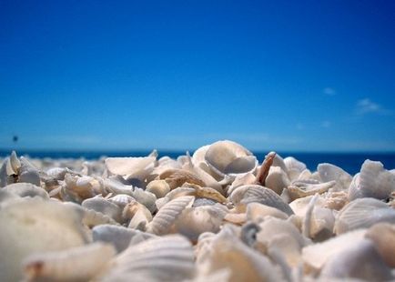 Seashells frumoase)