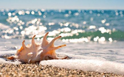Seashells frumoase)