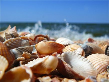 Seashells frumoase)