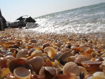 Seashells frumoase)