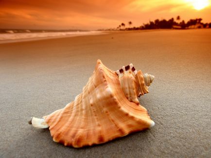 Seashells frumoase)