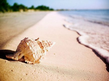 Seashells frumoase)