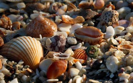 Seashells frumoase)