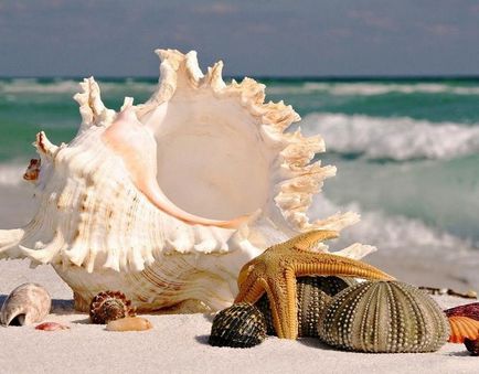 Seashells frumoase)