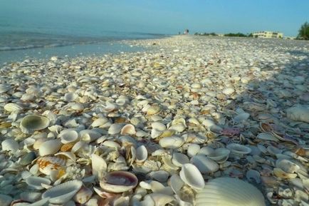 Seashells frumoase)