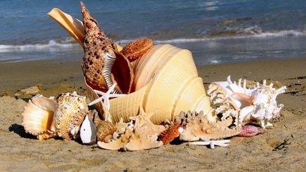 Seashells frumoase)