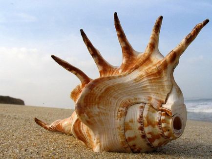 Seashells frumoase)