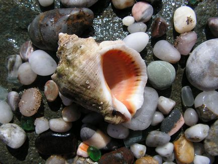 Gyönyörű kagyló)