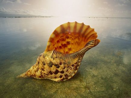 Gyönyörű kagyló) (shell) Gyönyörű kagyló)