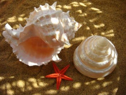 Seashells frumoase)