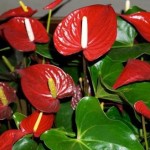 Red Anthurium virág a családi boldogság