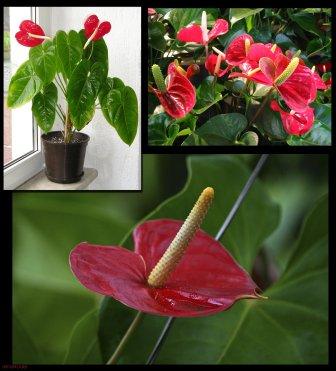 Red Anthurium virág a családi boldogság