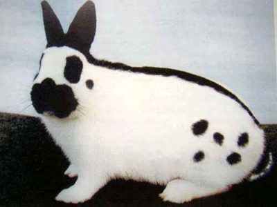 Кролики породи метелик фото, характеристика, розведення, ціна
