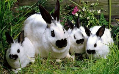 Кролики породи метелик фото, характеристика, розведення, ціна