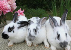 Кролики породи метелик - опис, характеристики та розведення (фото і відео)