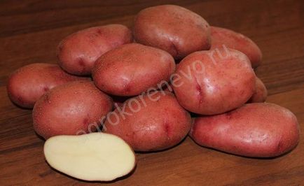 Купити насіння картоплі в москві - магазин сад і будинок - товари для дому та саду