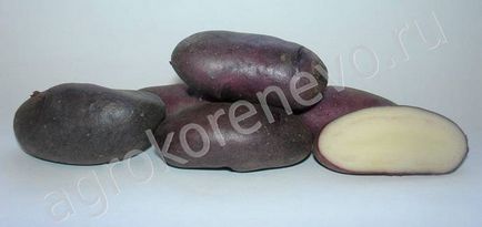 Купити насіння картоплі в москві - магазин сад і будинок - товари для дому та саду