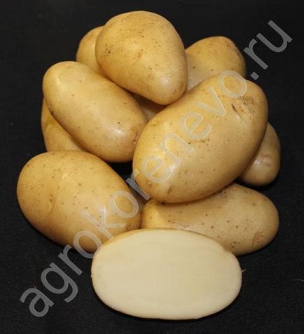 Cumpărați semințe de cartofi la Moscova - grădinărit și produse de origine și grădină