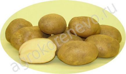 Cumpărați semințe de cartofi la Moscova - grădinărit și produse de origine și grădină