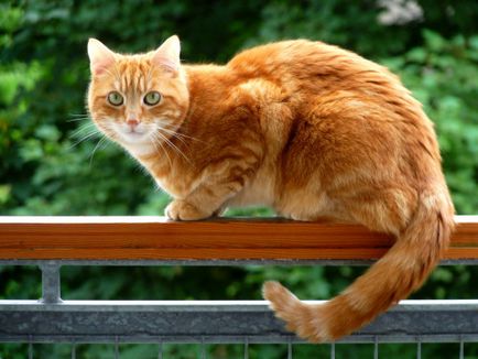 Лікування атонії сечового міхура у кішок