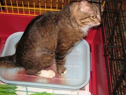 Tratamentul atoniei vezicii urinare la pisici