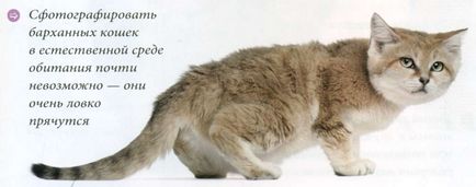 Лікування лімфоми у кішок