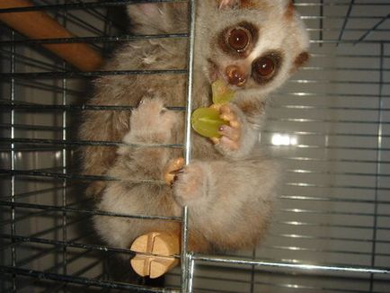 Lemurs, blog-ul de lucru pe site-ul 15 mai 2011, o bârfă