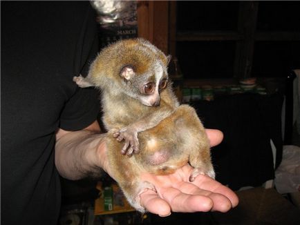 Lemurs, blog-ul de lucru pe site-ul 15 mai 2011, o bârfă