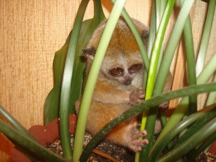 Lemurs, blog-ul de lucru pe site-ul 15 mai 2011, o bârfă